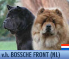 In Focus: v.h. Bossche Chow-Chows