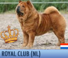 In Focus: Royal Club Chow-Chows